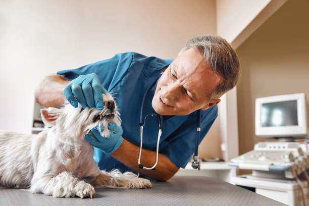 Best Mobile Emergency Dentist in Mont Belvieu, TX